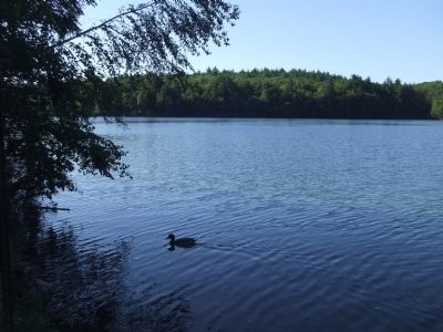 Walden Pond in Summer image. Click for full size.