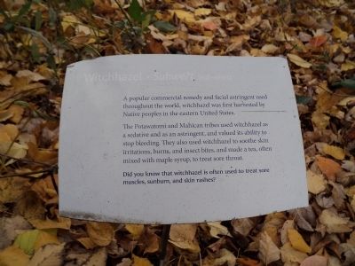 Witchhazel Marker image. Click for full size.