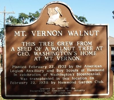 Mt. Vernon Walnut Marker. Click for full size. Mt. Vernon Walnut Marker image. Click for full size.