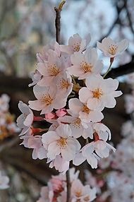 Cherry Blossoms. Click for full size. Cherry Blossoms image. Click for full size.