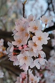 Cherry Blossoms image. Click for full size.
