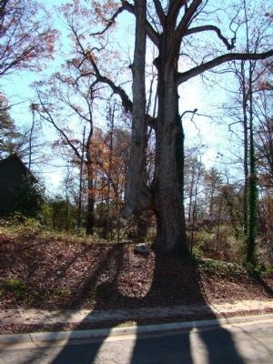 Cherokee Indian Trail Tree Marker image. Click for full size.