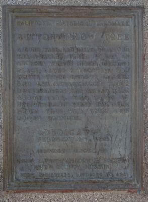 Buttonwillow Tree Marker image. Click for full size.
