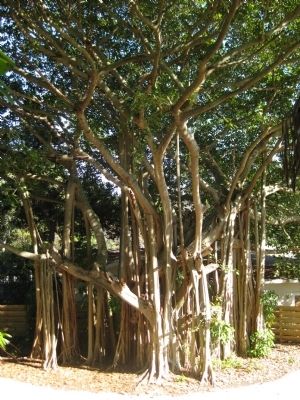 Banyan trees at the base of the temple mound image. Click for full size.