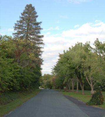 Avenue of Trees image. Click for full size.