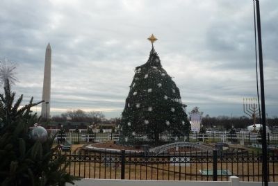 The new National Christmas Tree - a 26-foot Colorado blue spruce planted 2011 image. Click for full size.