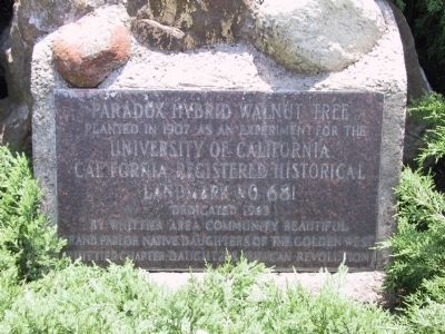 Paradox Hybrid Walnut Tree Marker. Click for full size. Paradox Hybrid Walnut Tree Marker image. Click for full size.