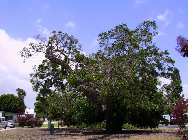Paradox Hybrid Walnut Tree in 2005 image. Click for full size.
