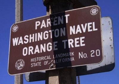 Parent Washington Navel Orange Tree image. Click for full size.