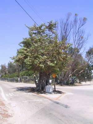 Sycamore Tree and Marker Base. Click for full size. Sycamore Tree and Marker Base image. Click for full size.