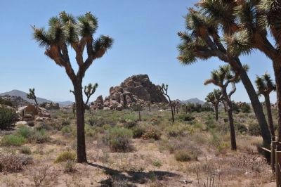 Joshua Tree Forest (Yucca brevifolia) image. Click for full size.
