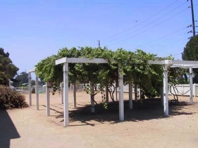 Grape Arbor. Click for full size. Grape Arbor image. Click for full size.