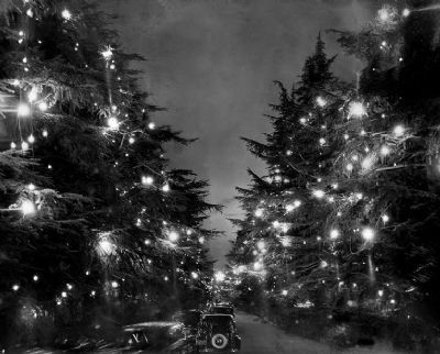 Christmas Tree Lane image. Click for full size.