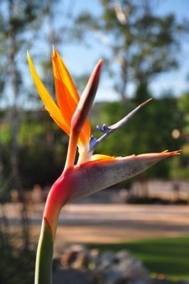 Orange Bird of Paradise (Strelitzia reginae) image. Click for full size.