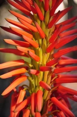 Aloe (Aloe spp.) image. Click for full size.