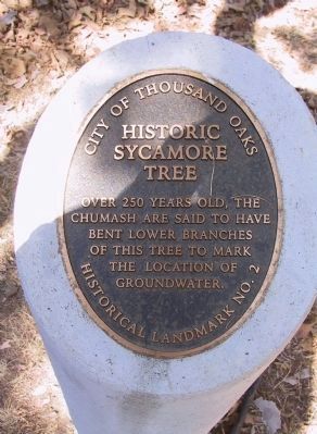 Historic Sycamore Tree Marker image. Click for full size.