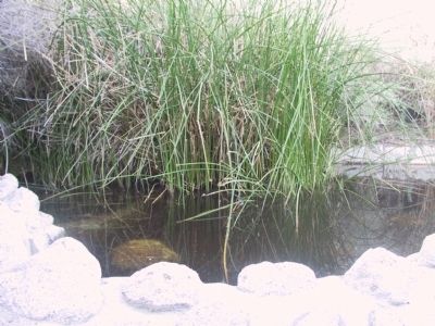 Palm Spring image. Click for full size.