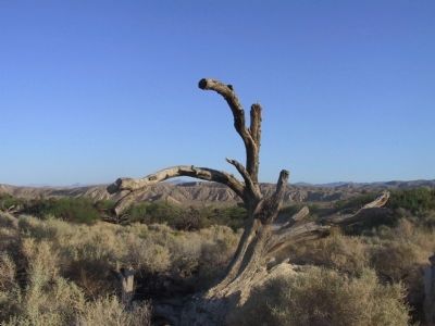 Palm Spring image. Click for full size.