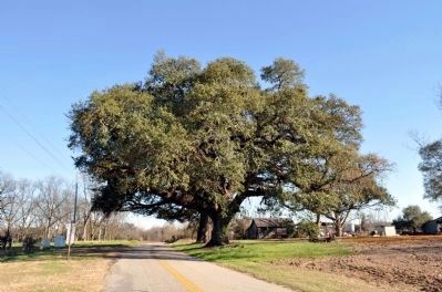 The William Adkins Live Oak Tree image. Click for full size.