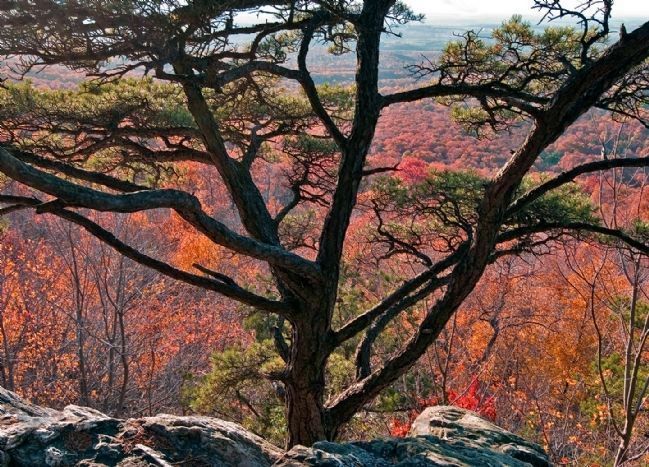 Tree at Bear's Den Overlook (Autumn) image. Click for more information.
