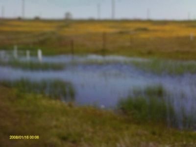 Mather Vernal Pool - Wet Phase image. Click for full size.