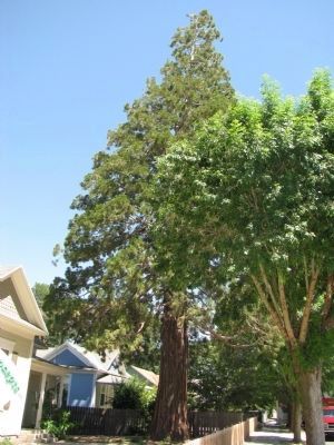 Redwood Tree. Click for full size. Redwood Tree image. Click for full size.