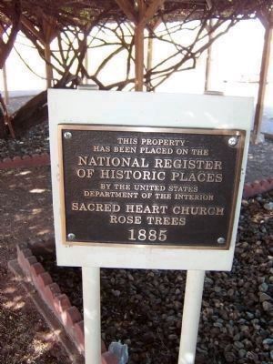 Sacred Heart Church Rose Trees 1885 - National Register of Historic Places. Click for full size. Sacred Heart Church Rose Trees 1885 - National Register of Historic Places image. Click for full size.