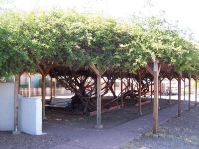 Sacred Heart Church Rose Trees. Click for full size. Sacred Heart Church Rose Trees image. Click for full size.