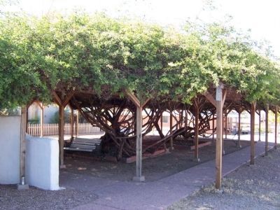 Sacred Heart Church Rose Trees image. Click for full size.