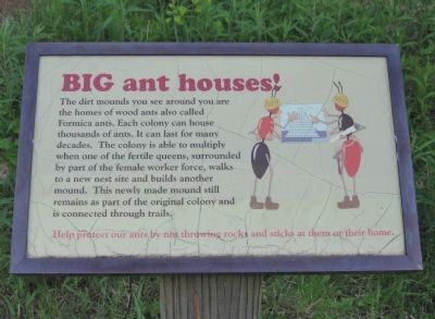 BIG ant houses! image. Click for full size.