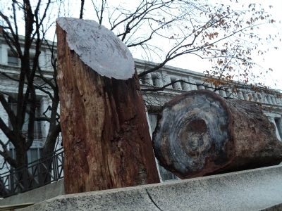 Petrified Wood. Click for full size. Petrified Wood image. Click for full size.