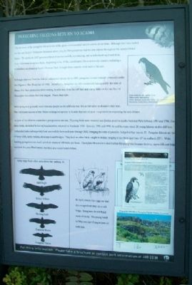 Peregrine Falcons Return to Acadia Marker image. Click for full size.