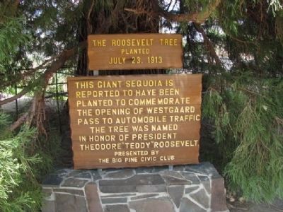 The Roosevelt Tree Marker image. Click for full size.