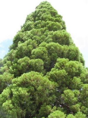 The Roosevelt Tree image. Click for full size.