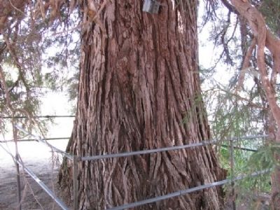The Roosevelt Tree Trunk image. Click for full size.