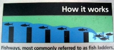 Fishway Drawing on the marker. Click for full size. Fishway Drawing on the marker image. Click for full size.