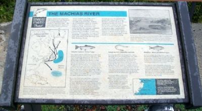 The Machias River Marker image. Click for full size.