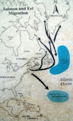 Migration Map on The Machias River Marker image. Click for full size.