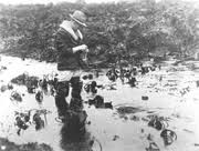 'Doc' Ricketts in the Field image. Click for full size.