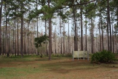 Olustee Battlefield Marker, amid the pine forest as mentioned image. Click for full size.