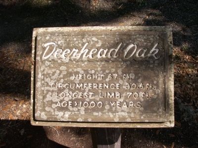 Deerhead Oak Marker. Click for full size. Deerhead Oak Marker image. Click for full size.