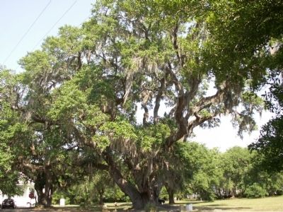Deerhead Oak. Click for full size. Deerhead Oak image. Click for full size.