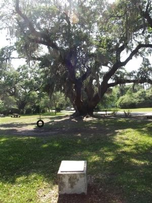 Deerhead Oak. Click for full size. Deerhead Oak image. Click for full size.