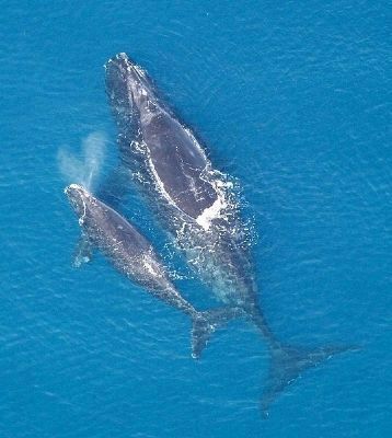 North Atlantic Right Whale. Click for full size. North Atlantic Right Whale image. Click for full size.