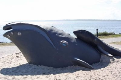 North Atlantic Right Whale - Keith Jennings sculpture. Click for full size. North Atlantic Right Whale - Keith Jennings sculpture image. Click for full size.