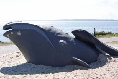 North Atlantic Right Whale - Keith Jennings sculpture image. Click for full size.