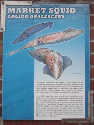 Market Squid - Loligo opalescens image. Click for full size.
