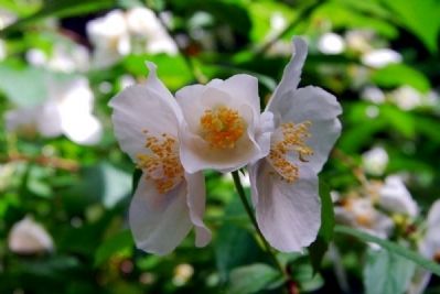 Hatcher Garden & Woodland Preserve. Click for full size. Hatcher Garden & Woodland Preserve image. Click for full size.