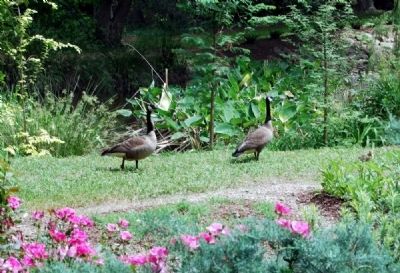 Family of Canadian Geese. Click for full size. Family of Canadian Geese image. Click for full size.