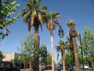 The Original Palm Trees, in New Location image. Click for full size.